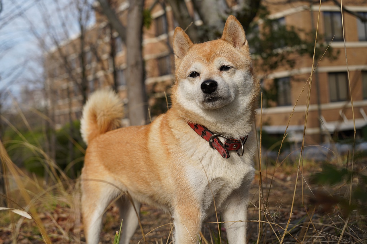 Shiba Inu Dog Pet Animal Puppy - Super_Creator / Pixabay