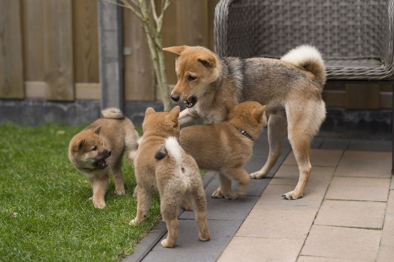 Shiba Puppies Dogs Puppy Shiba Inu  - 13040762 / Pixabay