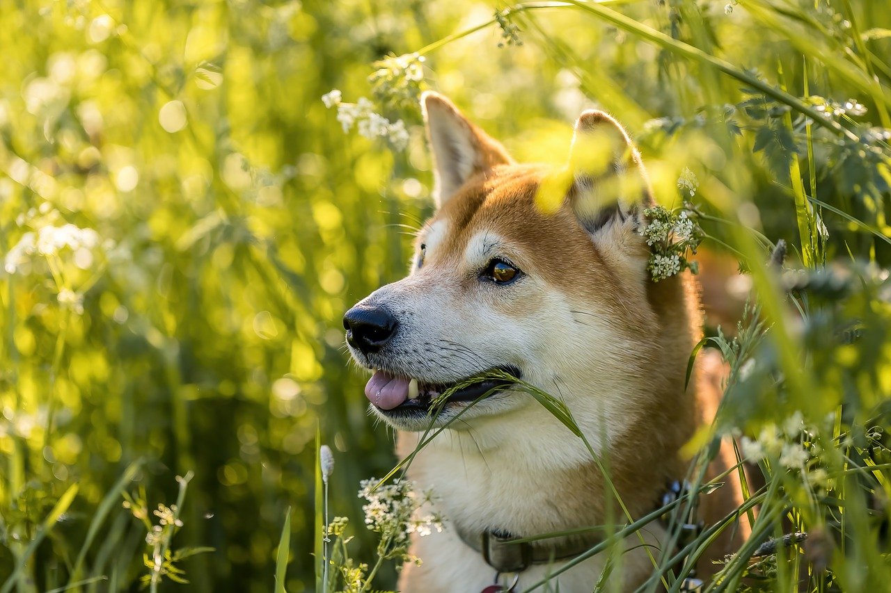 Shiba Shiba Inu Dog Pet Cute - Thorsten1970 / Pixabay