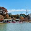 Shinobazu Pond Ueno Park Taito City  - thedlkr / Pixabay