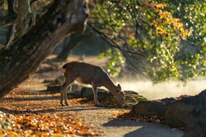 Sika Deer Nara Park Deer Mammal  - KANENORI / Pixabay