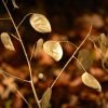 Silver Leaf Lunaria  - Peggychoucair / Pixabay