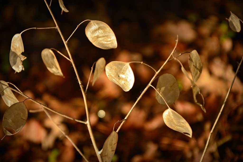 Silver Leaf Lunaria  - Peggychoucair / Pixabay
