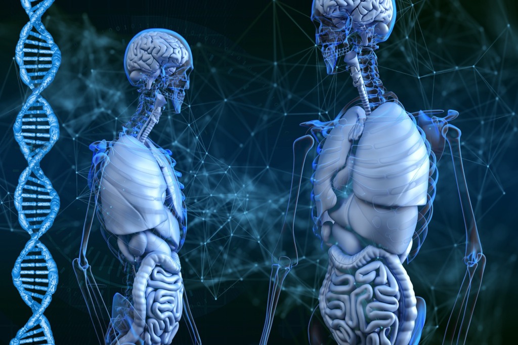 Skeleton Dna Human Body Biology  - Vic_B / Pixabay