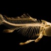 Skeleton Fish Ancient Bones Ocean  - Skitterphoto / Pixabay