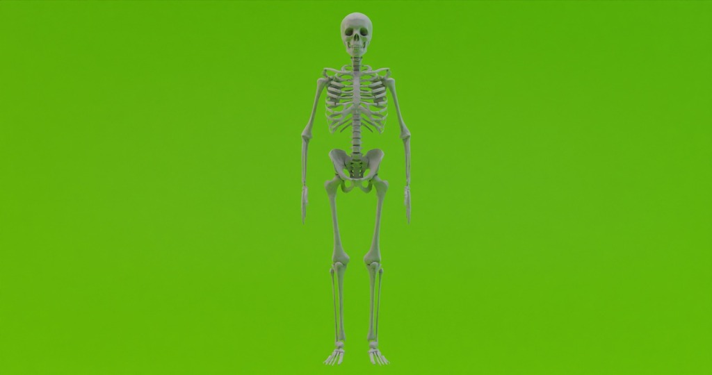 Skeleton Human Skeleton  - svetjekolem / Pixabay
