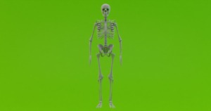 Skeleton Human Skeleton  - svetjekolem / Pixabay