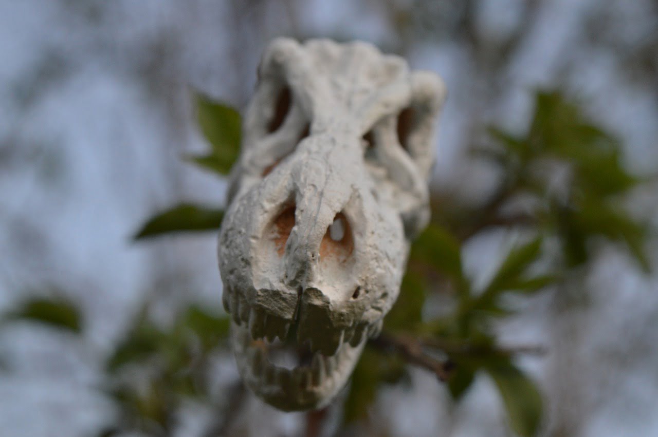 Skeleton T Rex Dinosaur Dino - JSRJISAR / Pixabay