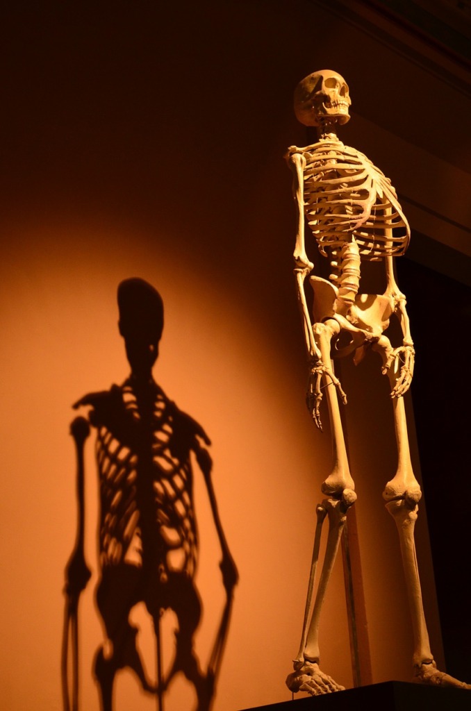 Skeleton The Shade Human Anatomy  - 455992 / Pixabay