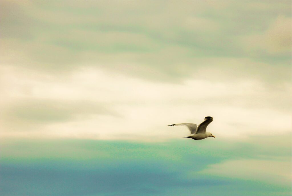 Sky Bird Sea Seagull Summer  - mirenhayek / Pixabay