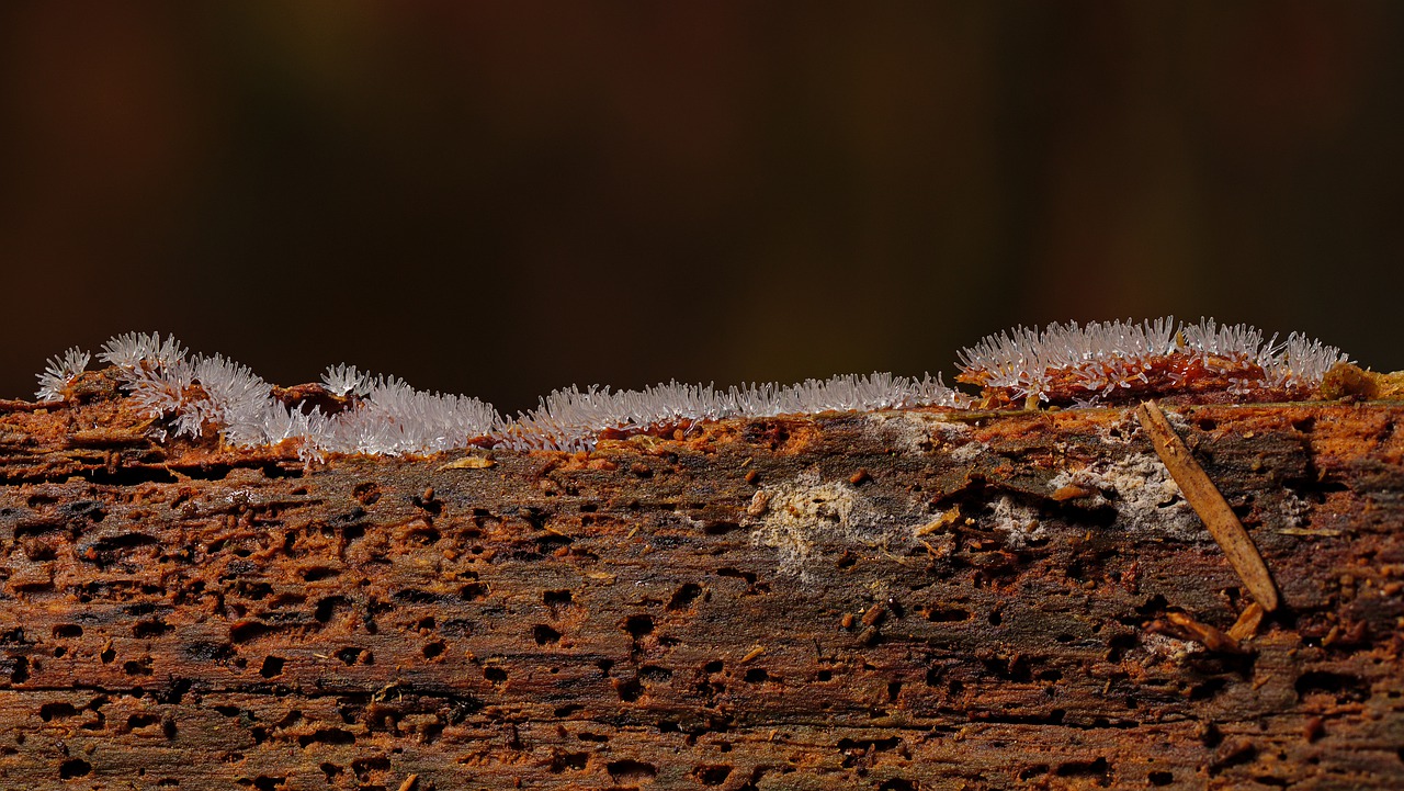 Slime Mold Amoeba Wood Slime Mould - adege / Pixabay