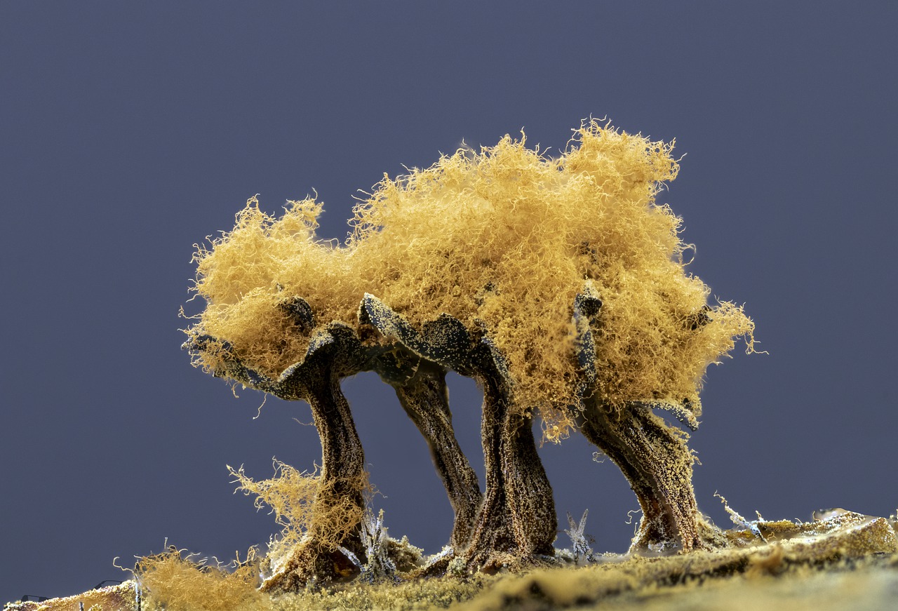 Slime Mold Micro Macro Tiny Growth  - Illuvis / Pixabay