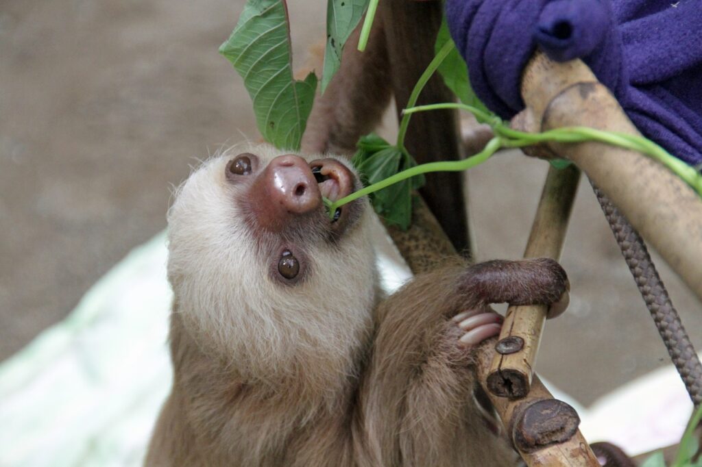 Sloth Arboreal Mammals Baby Nature  - MonicaVolpin / Pixabay