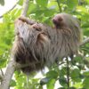 Sloth Costa Rica Rainforest Sloth  - spanhovep / Pixabay