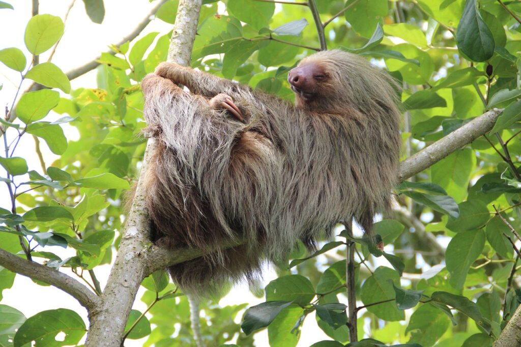 Sloth Costa Rica Rainforest Sloth  - spanhovep / Pixabay