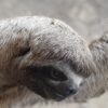 Sloth Wildlife Animal Wild Animal  - Juancro / Pixabay
