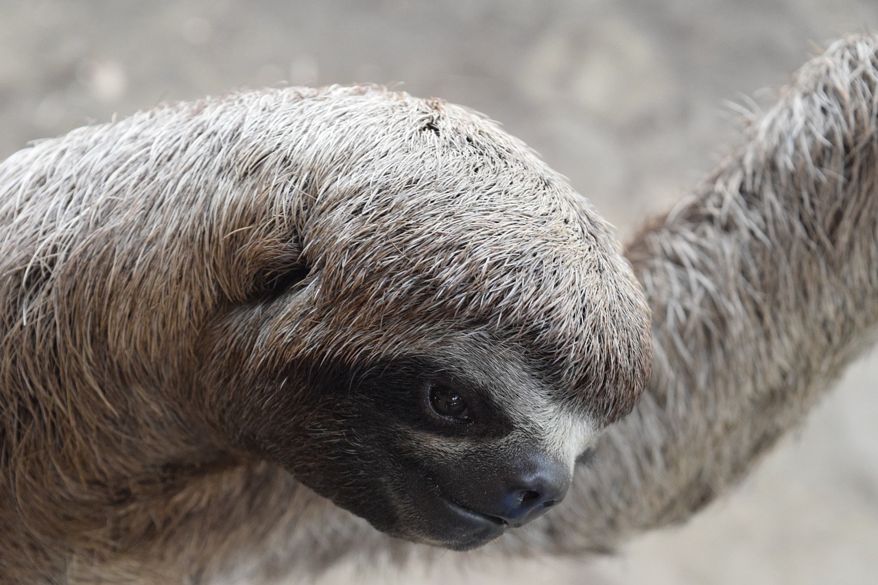 Sloth Wildlife Animal Wild Animal  - Juancro / Pixabay