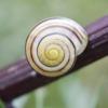 Snail Mollusk Shell Macro Conch  - bylinkarisk / Pixabay