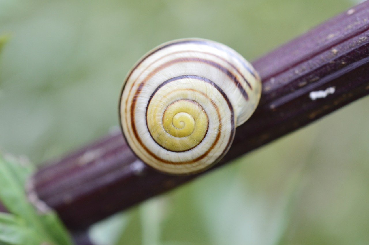 Snail Mollusk Shell Macro Conch - bylinkarisk / Pixabay