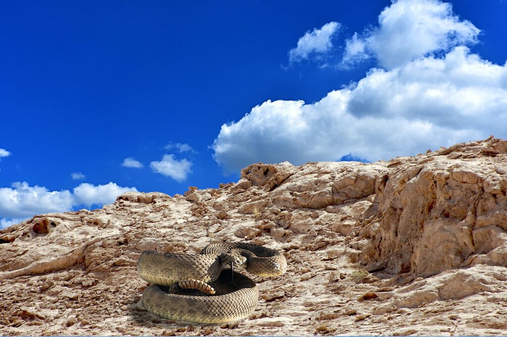 Snake Rocks Rattler Rattlesnake  - flutie8211 / Pixabay
