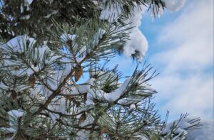 Snow Cones Frost Twigs  - pasja1000 / Pixabay