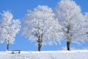 Snow Trees Bank Snowfield Frosty  - NickyPe / Pixabay