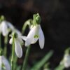 Snowdrop White Green Plant Spring  - Carola68 / Pixabay