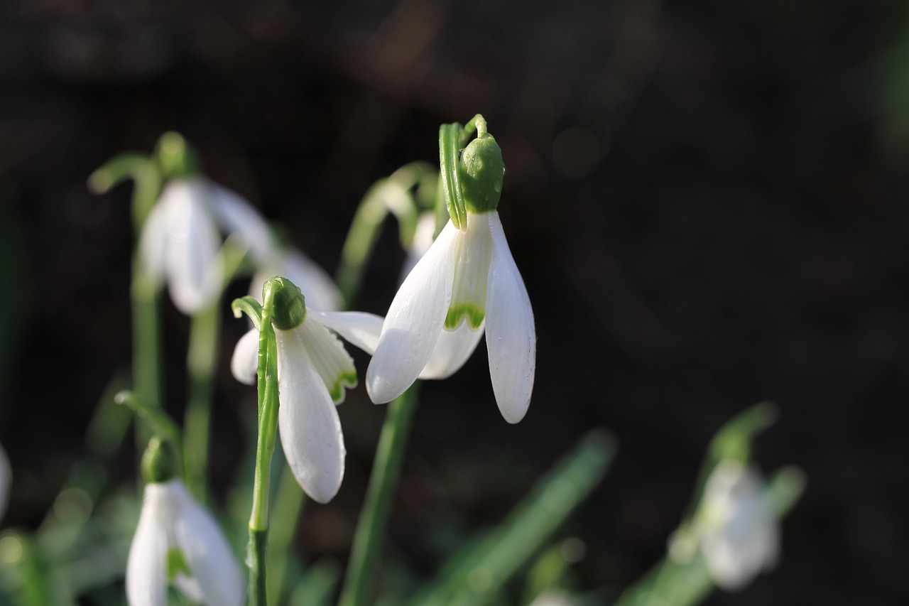 Snowdrop White Green Plant Spring - Carola68 / Pixabay