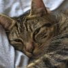 Soft Focus Cat Fur Tabby Animal  - JT_Ryan / Pixabay