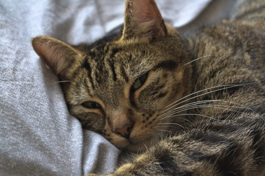 Soft Focus Cat Fur Tabby Animal  - JT_Ryan / Pixabay