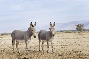 Somali Wild Ass Desert Negev Israel  - jdblack / Pixabay