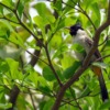 Sooty Headed Bulbul Bird Branch  - ignartonosbg / Pixabay
