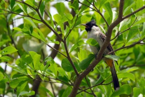 Sooty Headed Bulbul Bird Branch  - ignartonosbg / Pixabay