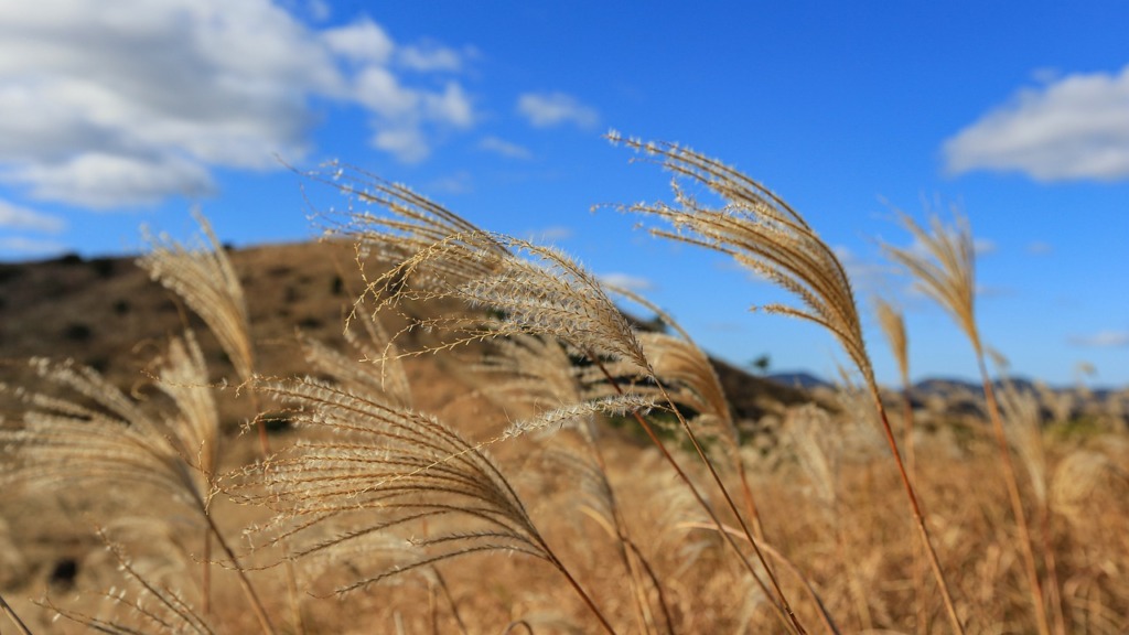 South Korea Jeju Island Silver Grass  - sexysharon7 / Pixabay