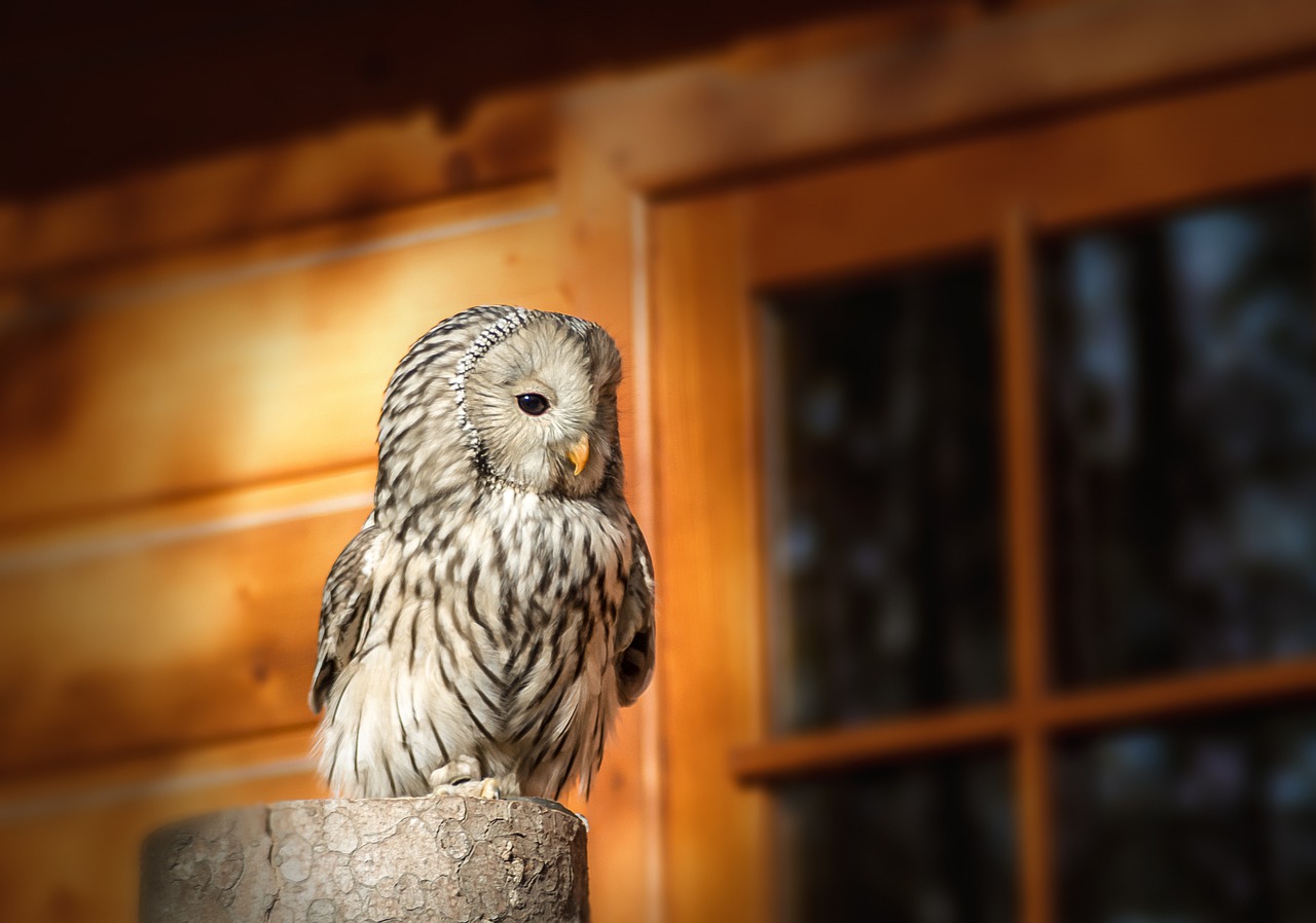 Sowa Bird Sweet Animals  - maciejkow / Pixabay