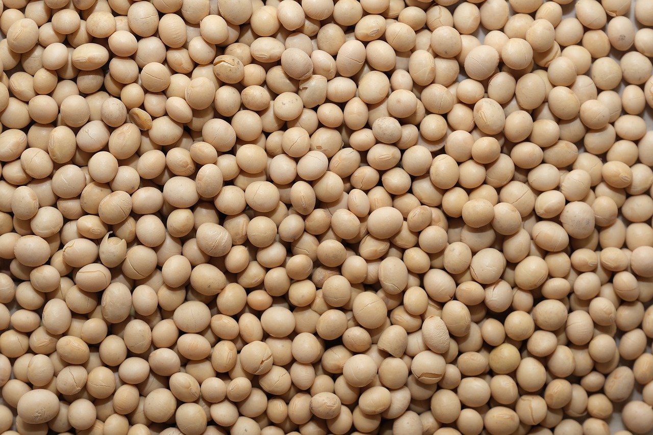 Soy Bean Vegan Healthy  - SooYeongBeh / Pixabay
