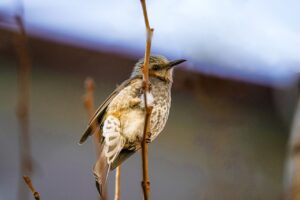 Sparrow Bird Beak Feathers Plumage  - KIMDAEJEUNG / Pixabay