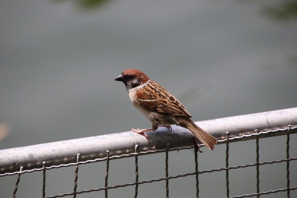 Sparrow Bird Perched Fence Animal  - Lancier / Pixabay