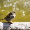 Sparrow Bird Urban Fauna Source  - josemdelaa / Pixabay