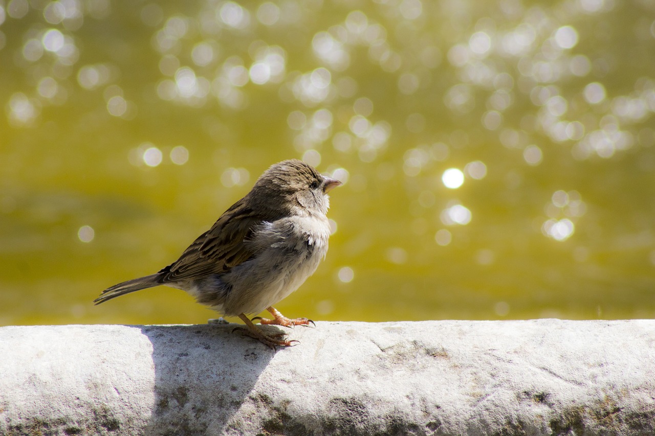 Sparrow Bird Urban Fauna Source  - josemdelaa / Pixabay