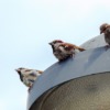 Sparrows Birds Perched Animals  - Wuschel-2307 / Pixabay