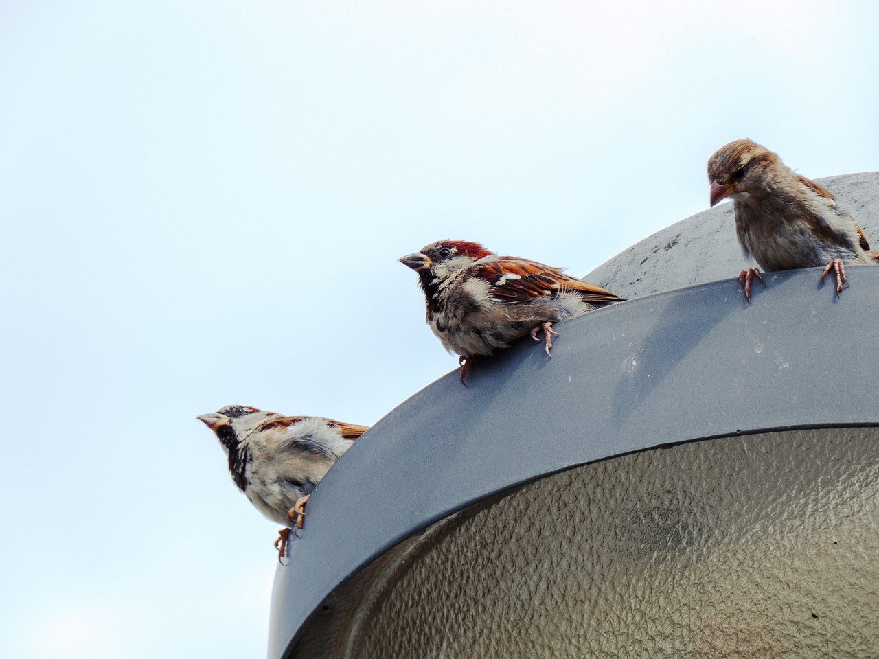 Sparrows Birds Perched Animals  - Wuschel-2307 / Pixabay