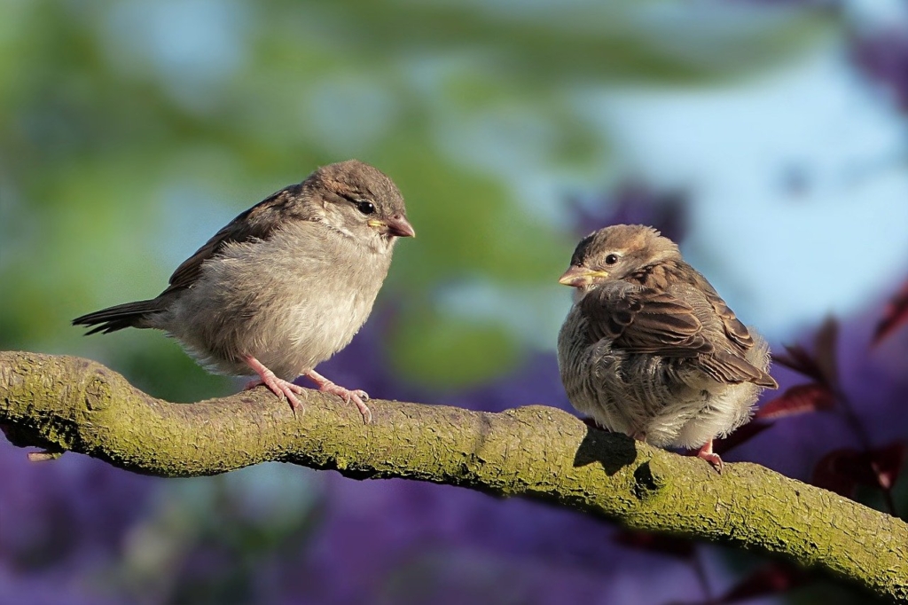 Sparrows Birds Perched Sperlings  - Oldiefan / Pixabay