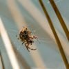 Spider Cobweb Grass Sun Nature  - MandrillArt / Pixabay