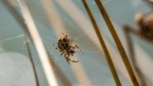 Spider Cobweb Grass Sun Nature  - MandrillArt / Pixabay