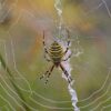 Spider Cobweb Web Spider Web  - jggrz / Pixabay