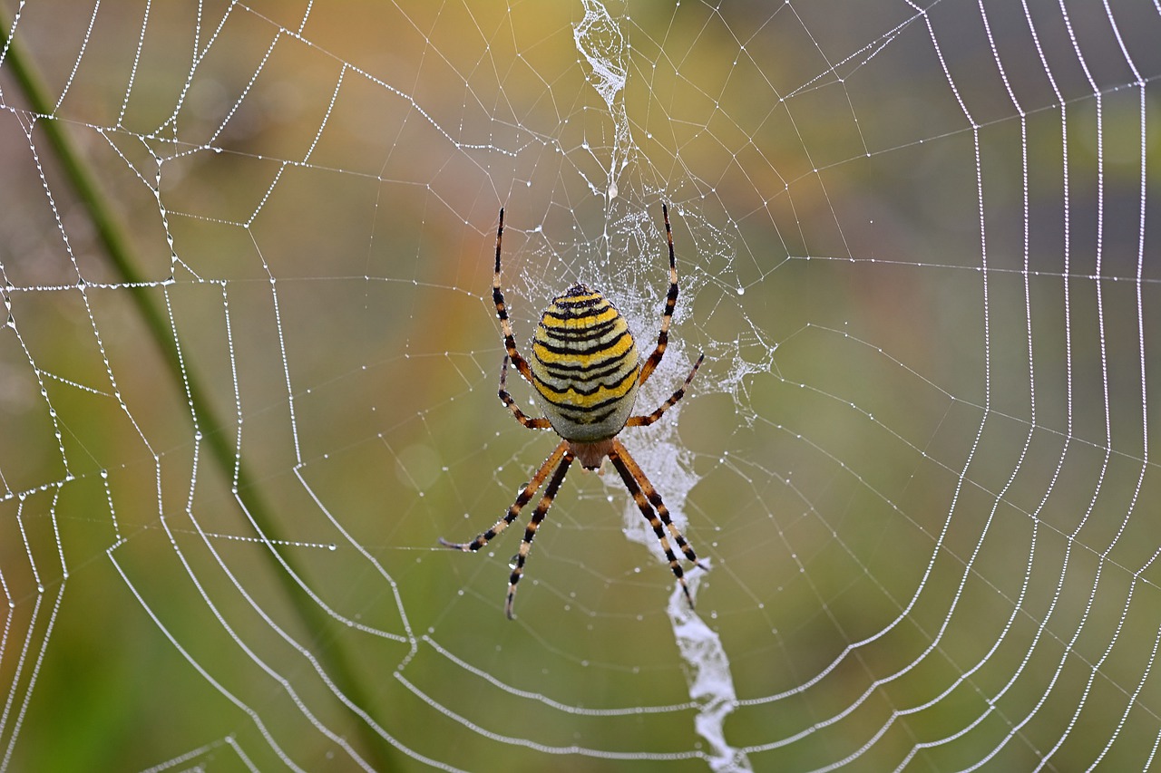 Spider Cobweb Web Spider Web  - jggrz / Pixabay