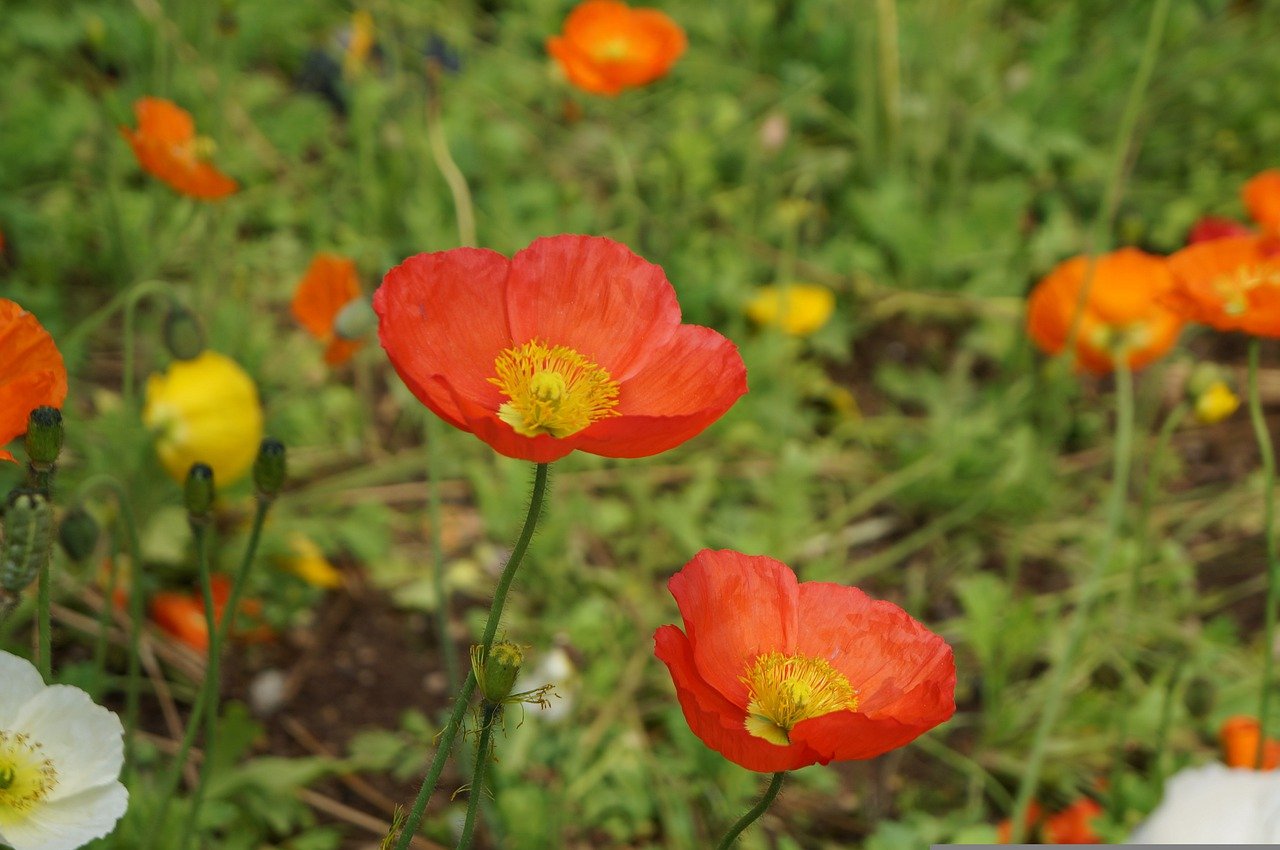 spring adana atatrk park turuncu 3499587