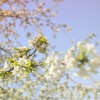 Spring Cherry Blossom Background  - MarieXMartin / Pixabay