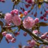 Spring Cherry Blossom Pink Blossom  - guvo59 / Pixabay